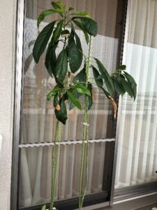 東立Blog　vol.490