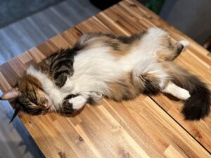 東立Blog　vol.559